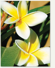 meditation, hypnotherapy